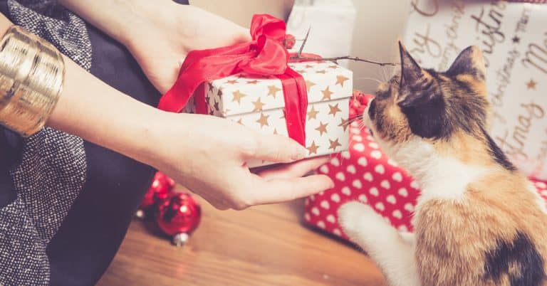If a Trip to the Emergency Vet isn’t on your Cat’s Christmas List, Then Be Aware of These Holiday Hazards