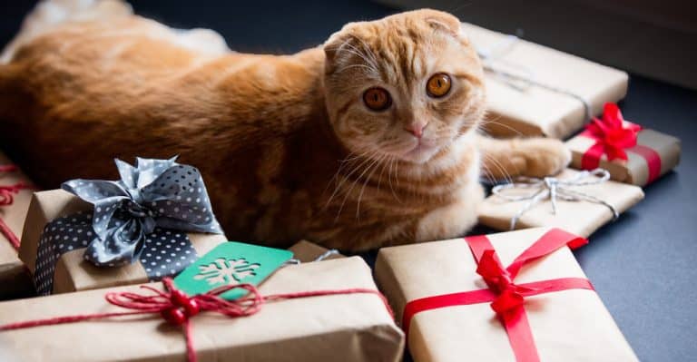 The Holiday Gifts You Hate Getting Can Also Make Your Pet Sick