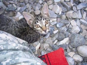 This Soldier Refused To Leave A Sick Kitten Behind!