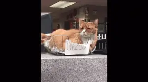 “Popo” the NYPD Police Cat Passes Away