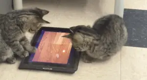 WATCH: Canadian Shelter Has a New “iPads for Cats” Program!