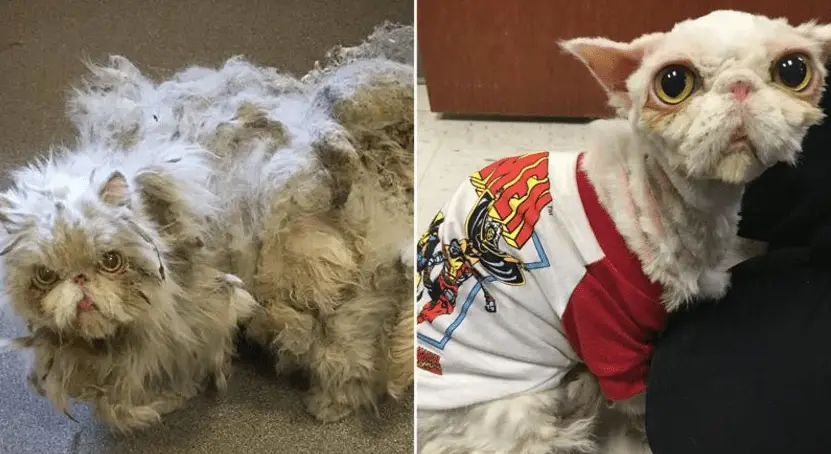 Chicago Basement Cat Loses 5 Pounds Of Matted Fur And Finds A