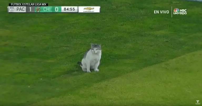 Mexican Soccer Match Interrupted by a Dog…and Then a Cat!