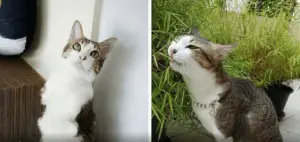 Meet Able: The Two-Legged Kitty Who Can Do Anything a 4-Legged Cat Can!