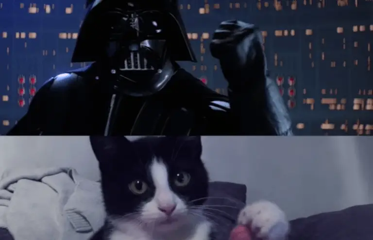 The Empire Scratches Back: Iconic Star Wars Scene Recreated with CATS!