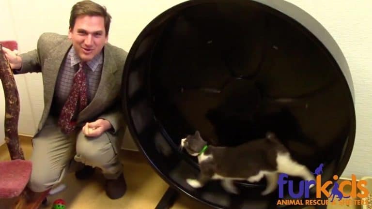 This Shelter’s Low-Budget Kitty Commercial is Too Cute for Words!