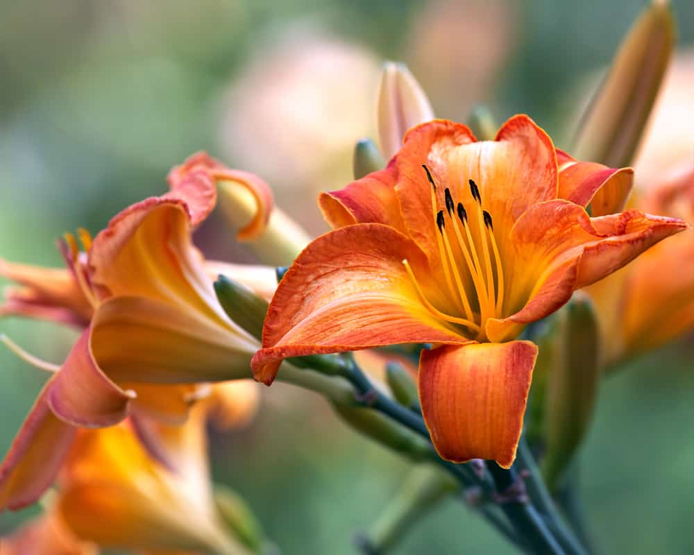 Day lilies - Pretty and Poisonous
