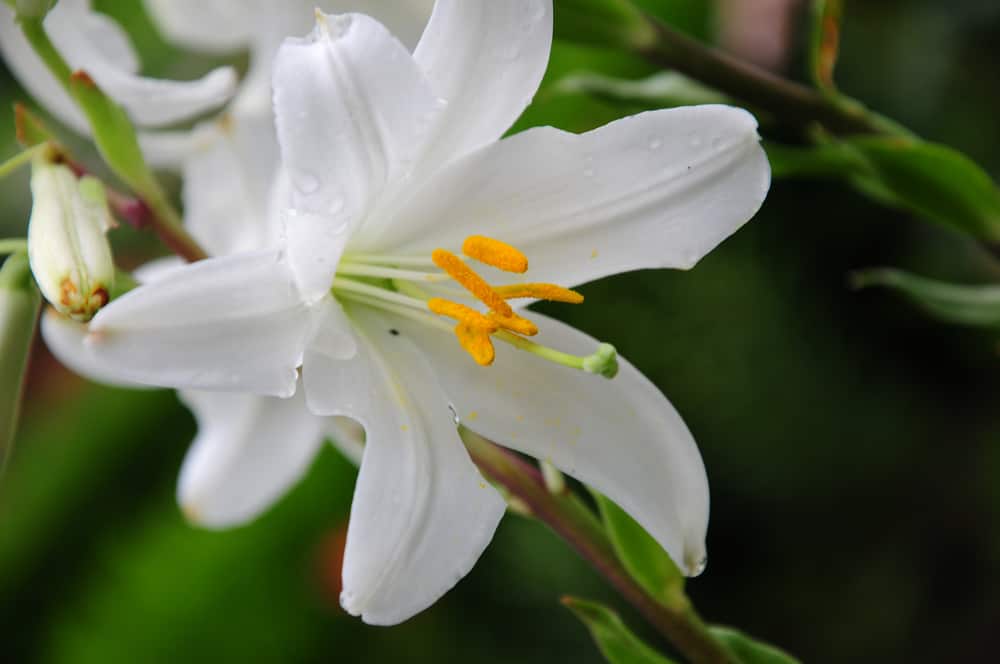 Easter Lily - Beautiful and Deadly