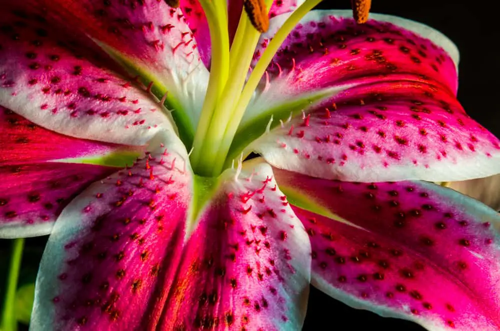 Tiger Lily - a beautiful killer