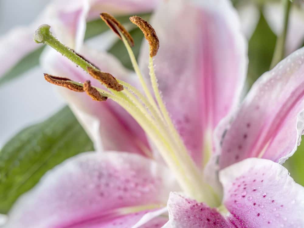 Stargazer Lily - Keep them Away from your Cat!