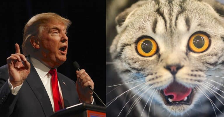 Grab ‘Em by the —! Trump Followed a Cat Account on Twitter and the Tweets are Too Purrfect