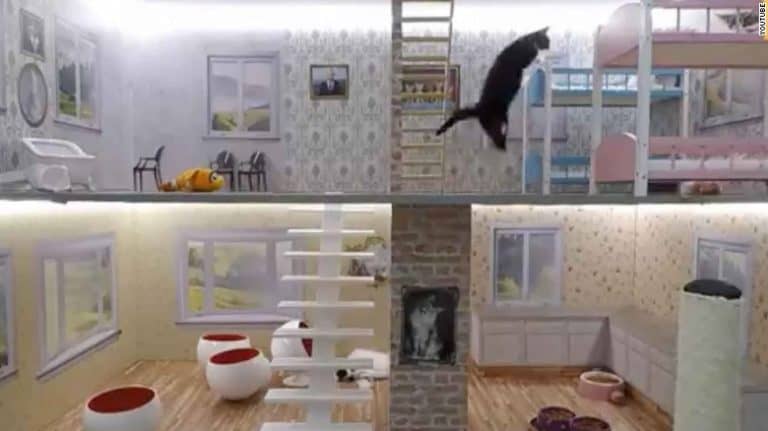 Keeping Up With The Kattarshians: Finally, A Reality Show Starring Cats!