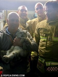 Firefighters Spend Four Hours Rescuing a Trapped Cat