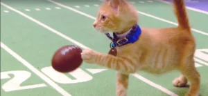 Get a Sneak Peek at This Year’s KITTEN BOWL!
