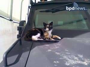 Boston Police Build a Kitty Condo for a Friendly Stray Cat