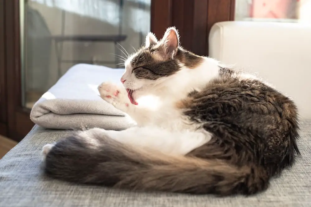 long haired cat grooming and hairballs