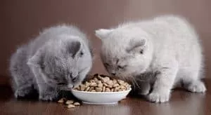 A Guide to Understanding Cat Food Ingredients