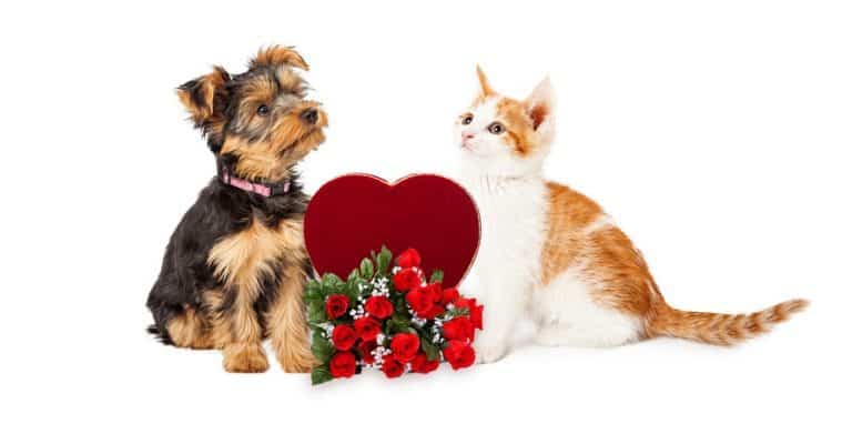 Don’t Miss These 5 Valentine’s Day Safety Tips for Pets!