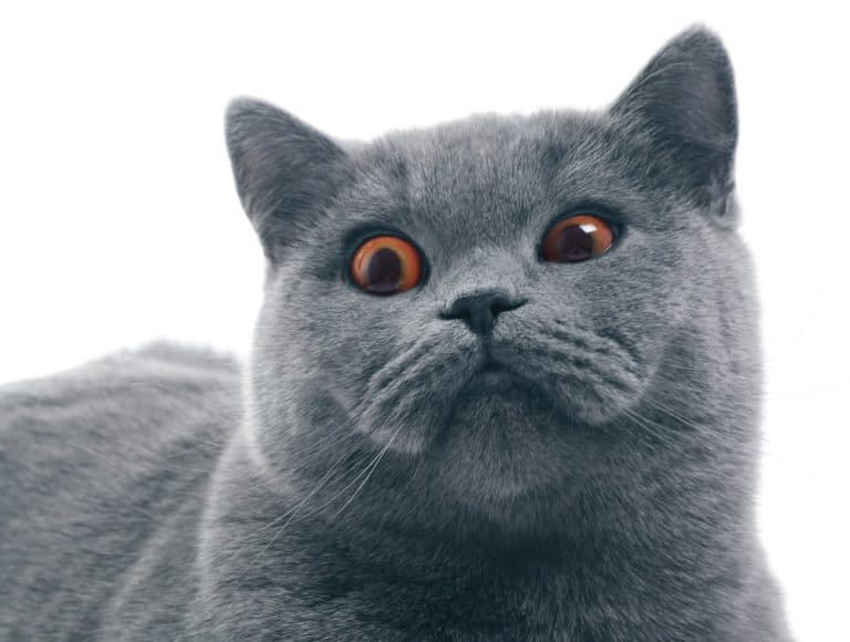 Research Proves Having Cats Doesn’t Make You Crazy After All!