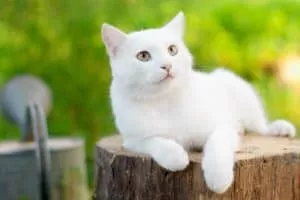 Do You Know These Famous Cats? Part 2: Paws of Power