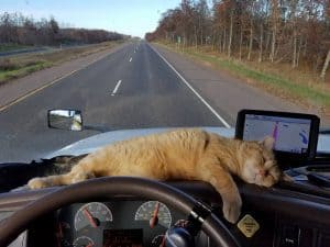 Trucker’s Cat Clings for 400-Miles Beneath His Semi-Truck & Lives to Ride Another Day!