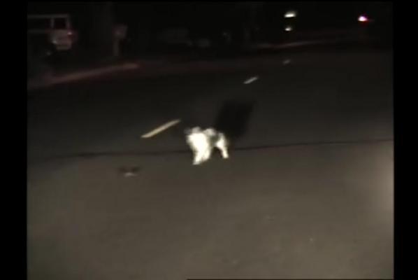 Literal-game-of-cat-and-mouse-recorded-by-police-dashcam