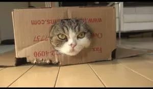 Do You Know These Famous Cats? Part 1: The Cats With The Charm!