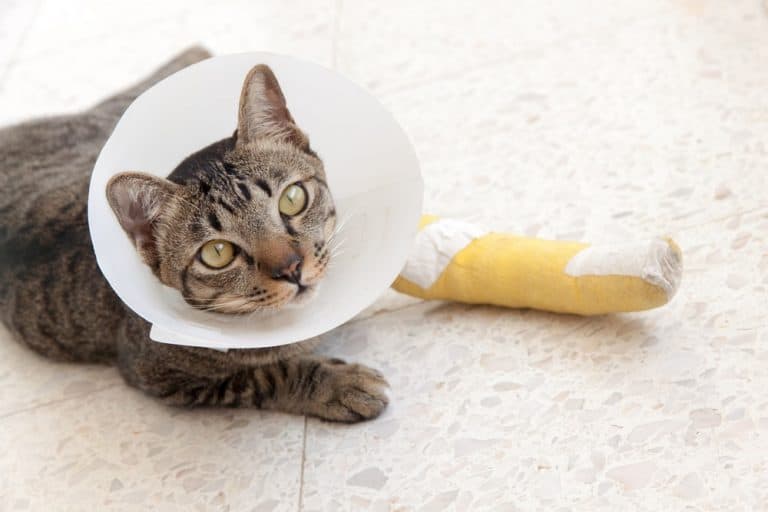 Does Your Cat Have One of the Top Ten Unluckiest Pet Names?