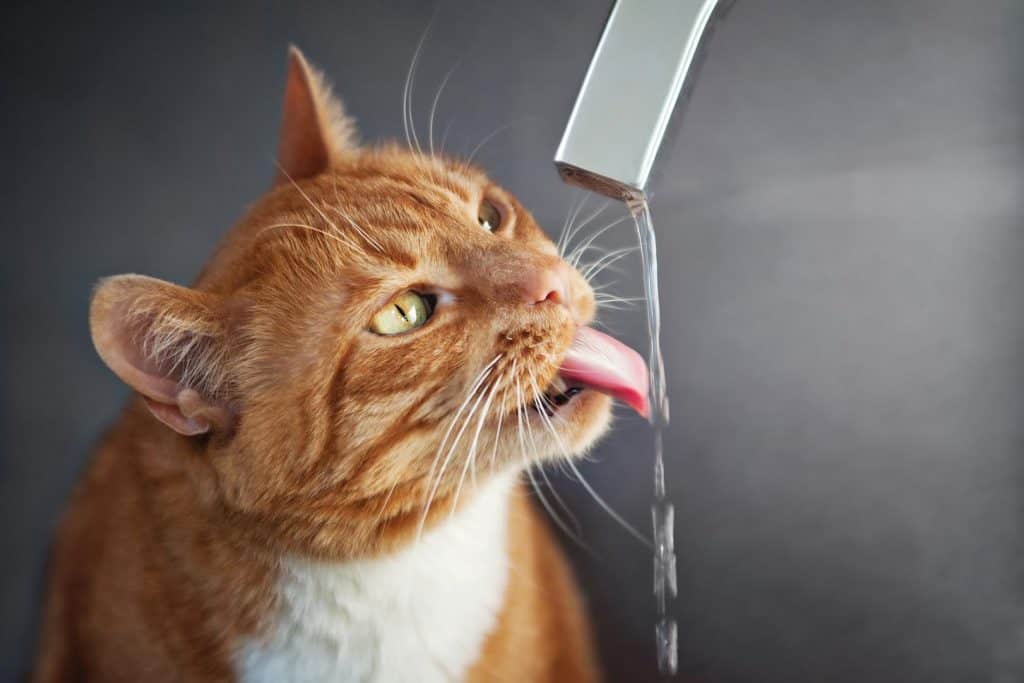 red cat drinks water from faucet