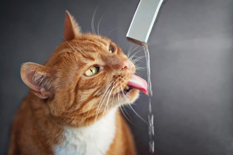 Does Your Cat Have a Drinking Problem?