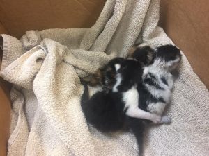 Oh Baby! Three Kittens Born on a Fire Truck