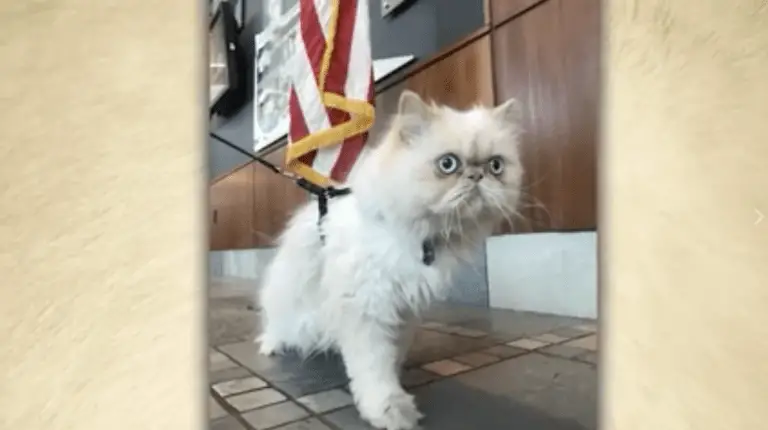 Fort Collins Police Announce Their First Feline Officer