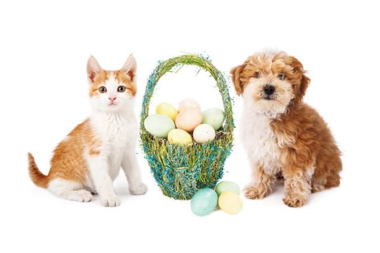 Why Pet Parents Need to Ditch the Chocolate Bunnies This Easter