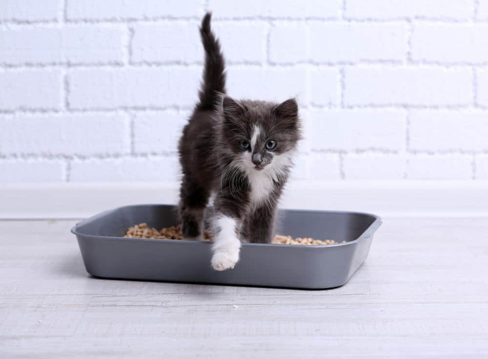 cat in litter box