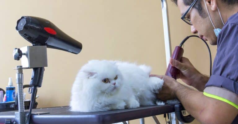 Proposed Legislation Would Require Pet Groomers to be Licensed
