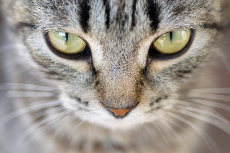 Read Your Cat’s Eyes to Conquer the First Step of Cat Training
