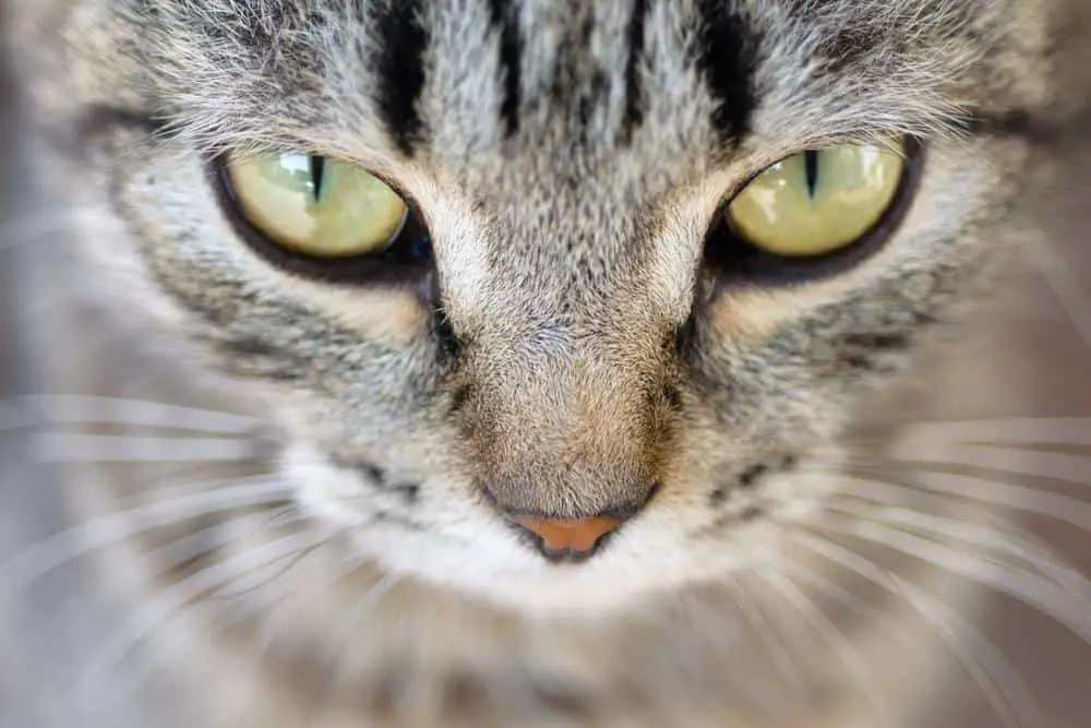 Why Do Cats Squint Their Eyes