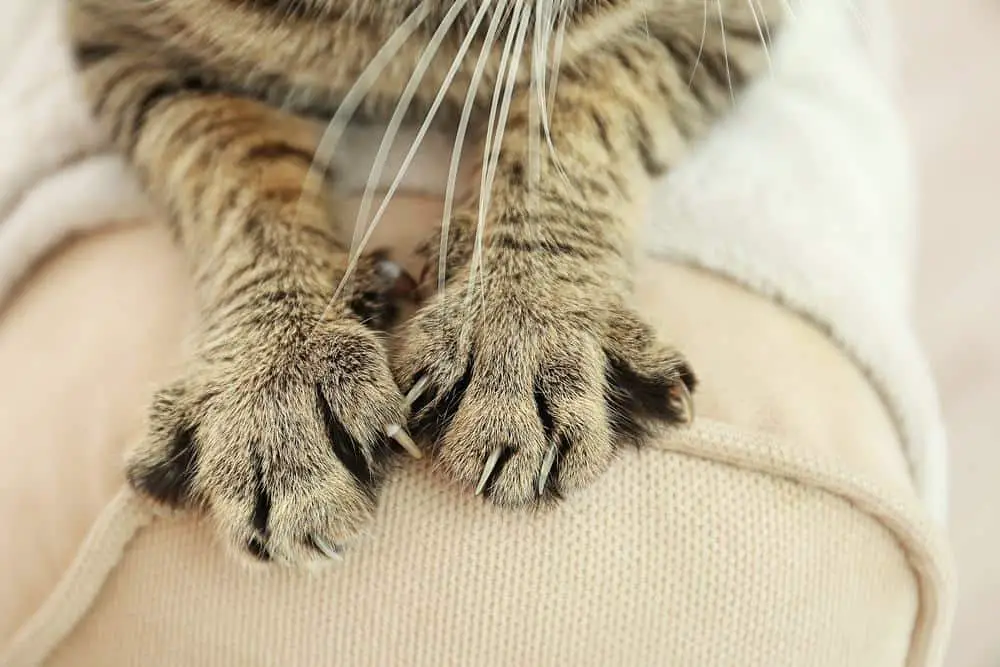 cat paws