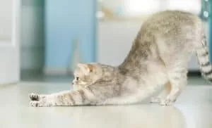 5 Weird Cat Behaviors: Explained by Science!