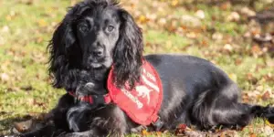 This Dog Is A Pet Detective Who Helps Find Missing Cats!