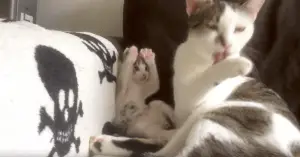 WATCH: The Cutest Mom and Kitten Video We’ve Ever Seen