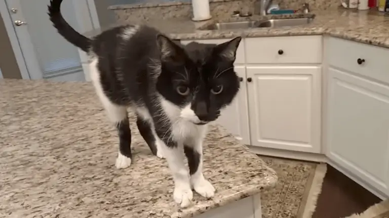 WATCH: This Cat Has the Deepest Meow You’ve Ever Heard