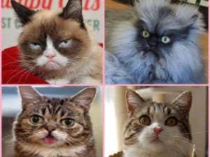 Quiz: Which Feline Internet Sensation Are You?