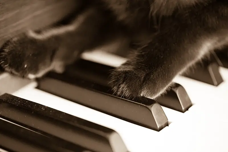 Cat paws on piano, black, animal, legs