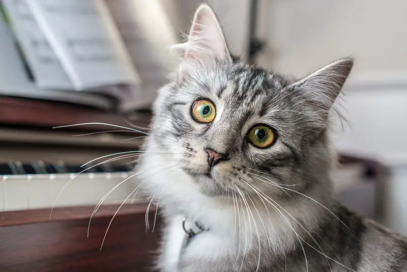 Siberian Forest Cat at the Piano Keyboard