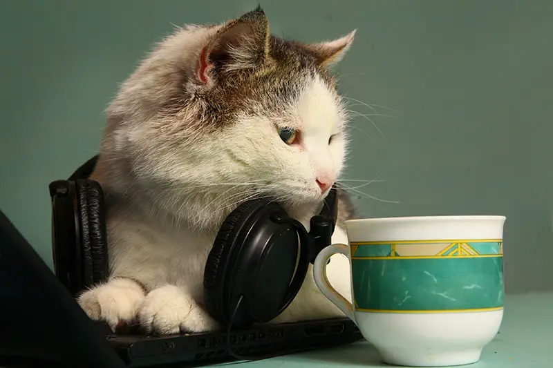 funny picture of cat with notebook and headphones