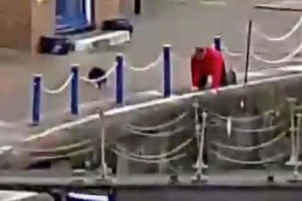 man-saves-cat-that-goes-plunging-into-water-at-the-docks-after-fight-with-another-feline