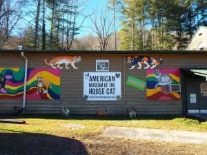 Call Your Travel Agent – There’s a New House Cat Museum in North Carolina!