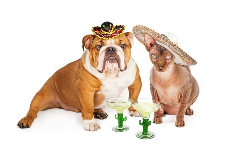 14 Cats Celebrating Cinco de MEOW in Style – ¡Olé!