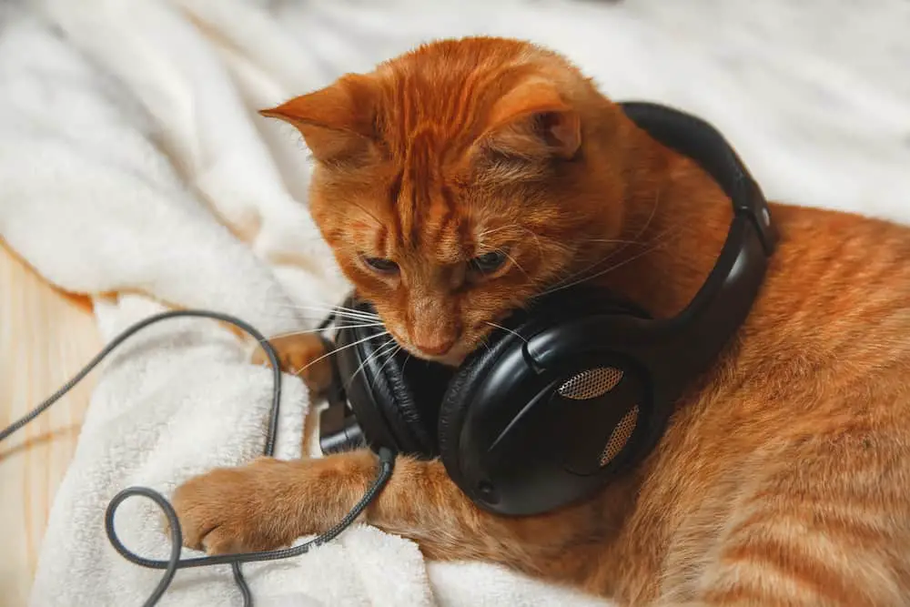 music for cats